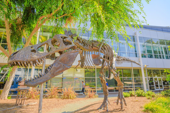 T-Rex Skeleton At Googleplex