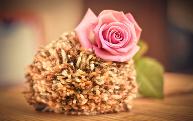Beautiful pink roses on a soft background