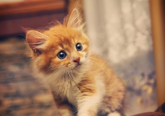 Animals at home . Cute Red cute little baby cat pet . kitten playing
