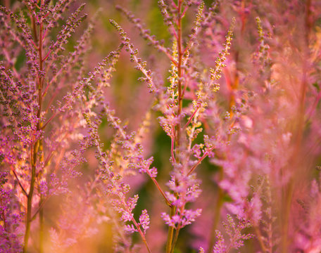 Pink flower astilba close-up garden outdoor. Blurred summer background.