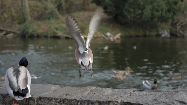 Duck jumping flying off ledge many ducks in background slow motion at duck pond lake garden feeding area