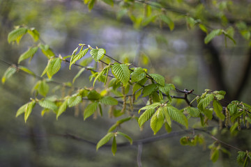 Green leaves