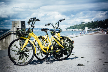 Fototapeta premium Bikes with seaweed