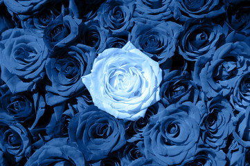 Classic blue background, copy space. Fresh rose flowers, close up.  Color of the year 2020. Nature floral background. Top view, flat lay. Valentine's Day, Woman's Day, Mother's Day, birthday