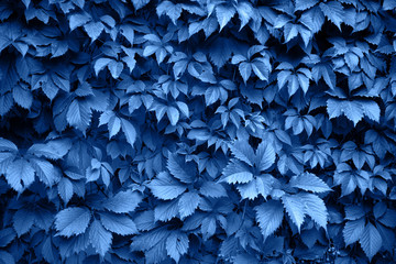 Classic blue background made of fresh leaves, copy space. Color of the year 2020. Natural background. Flat lay, top view