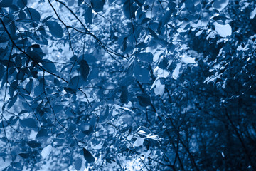 Classic blue background with fresh leaves on tree branches, copy space. Color of the year 2020. Natural background. Flat lay, top view