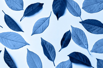 Classic blue background. Colored leaves, copy space. Color of the year 2020. Nature  background....