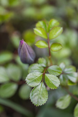 Green leaves and purple tulip