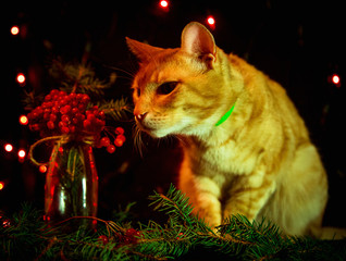 red, domestic cat,with green eyes on a dark background, sitting near a Christmas bouquet of red berries with green branches of the tree