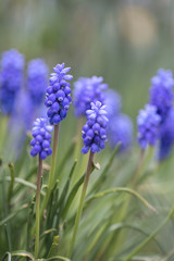 Fototapeta premium Muscari armeniacum (hiacynt winogronowy)