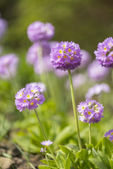 Primula denticulata (drumstick primula)