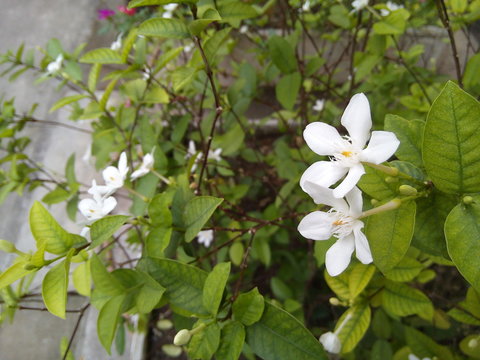 White flowers of wrightia antidysenterica tree in the park.