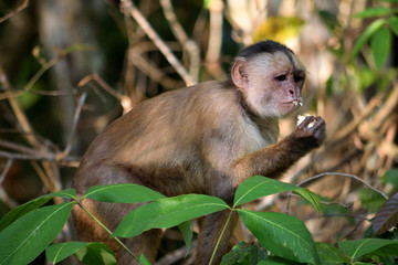 White fronted capuchin in the jungle, Amazon, Brazil.
