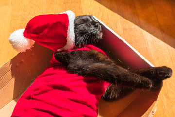 smart hungry cat in Santa Claus dress sleeping in box. Christmas holiday concept. Funny greeting card.