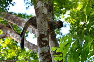Fototapeta premium Squirrel monkey in the jungle, Amazon, Brazil.