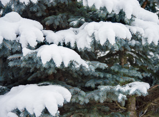 Branches of spruce, covered with snow
