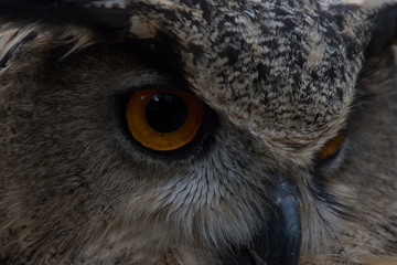 Owl outdoors in the middle of a field in freedom