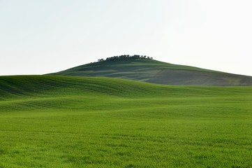 Pure green hills in Tuscany