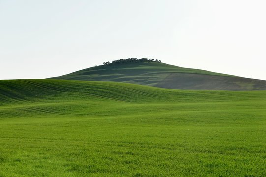 Pure Green Hills In Tuscany