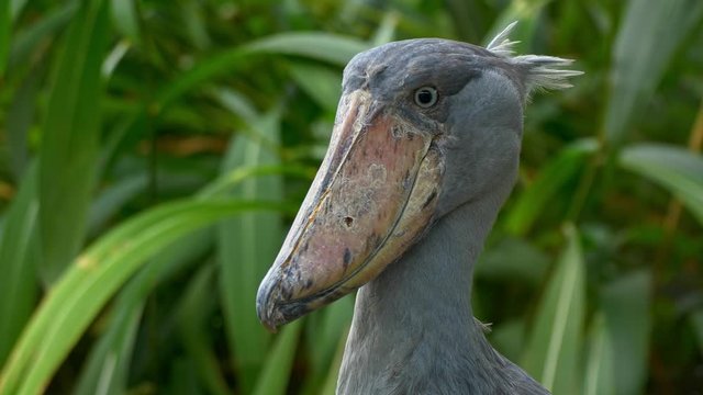 Shoebill (Balaeniceps rex) whalehead stork portrait