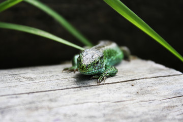 Green lizard on a log. Up close photo. 