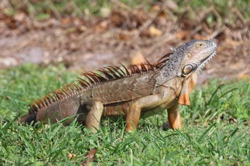 Florida Iguana