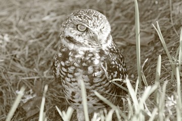 Owl
