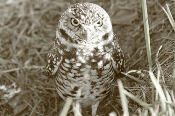 Owl