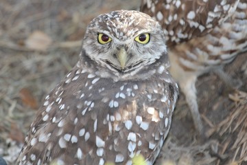 Owl