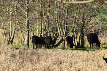 Büffel in hohem Sumpfgrass