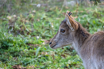 Young hispanic wild goat with Green field in background 