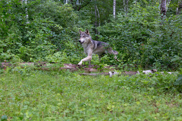 North American Grey Wolf 