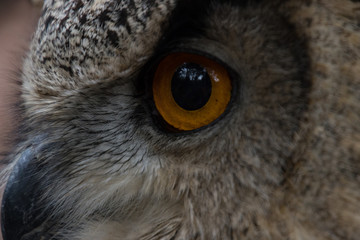 Obraz premium Owl outdoors in the middle of a field in freedom