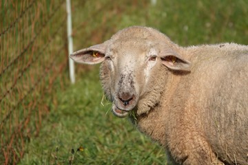 Schaf, Lamm, Bauernhof, Tier, Wolle, Nutztier, grasen, Nahrungsaufnahme, abgrasen, Wiese , Natur, Aue, Ackerbau, Vieh, Säugetier, Lamb