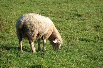Schaf, Lamm, Bauernhof, Tier, Wolle, Nutztier, grasen, Nahrungsaufnahme, abgrasen, Wiese , Natur, Aue, Ackerbau, Vieh, Säugetier, Lamb