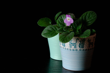 Houseplants violet pink potted on black background green leaves