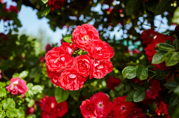 Rose flower photo. Beautiful spring or summer bloomingrose plant. Flower blossom bright image. Rose bush bloom. Selective focus, blurred background