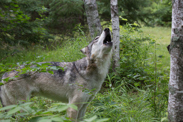 Grey Wolf Howling 