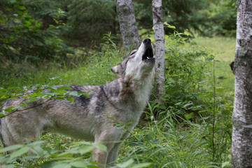 Fototapeta premium Grey Wolf Howling 