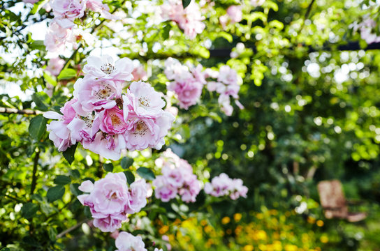 Rose flower photo. Beautiful spring or summer bloomingrose plant. Flower blossom bright image. Rose bush bloom. Selective focus, blurred background