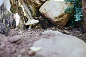 Mushroom in forest. Selective focus, blurred background
