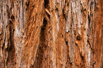 Giant Redwood Tree Texture, Background