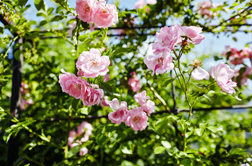 Rose flower photo. Beautiful spring or summer bloomingrose plant. Flower blossom bright image. Rose bush bloom. Selective focus, blurred background