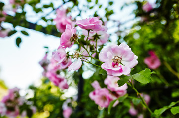 Rose flower photo. Beautiful spring or summer bloomingrose plant. Flower blossom bright image. Rose bush bloom. Selective focus, blurred background