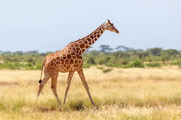 Gordijnen Somalia giraffe goes over a green lush meadow © 25ehaag6