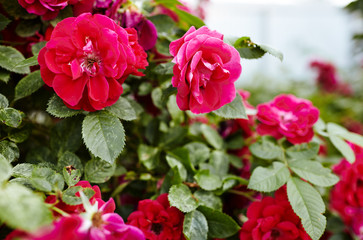 Obraz premium Rose flower photo. Beautiful spring or summer bloomingrose plant. Flower blossom bright image. Rose bush bloom. Selective focus, blurred background