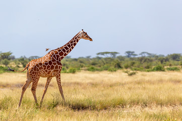 Somalia giraffe goes over a green lush meadow