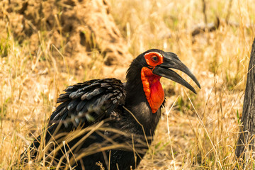 Hornbill bird in Kruger National Park South Africa