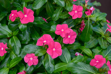 Purple Flowers in the Flowerbed by Morning