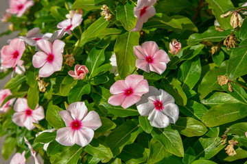 Pink Ornamental Flowers by Morning in the City
